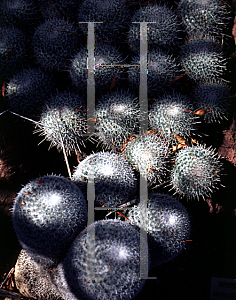 Picture of Mammillaria geminispina 