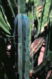 Picture of Myrtillocactus geometrizans 