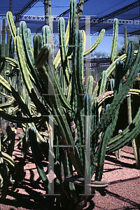 Picture of Myrtillocactus geometrizans 