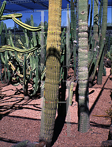 Picture of Neobuxbaumia polylopha 