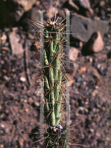 Picture of Opuntia acanthocarpa 