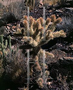 Picture of Opuntia bigelovii var. hoffmannii 