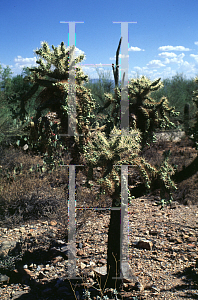 Picture of Opuntia fulgida 