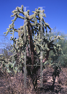 Picture of Opuntia fulgida 