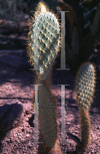 Picture of Opuntia helleri 