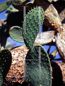 Picture of Opuntia leucotricha 