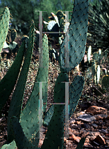 Picture of Opuntia lindheimeri var. linguiformis 