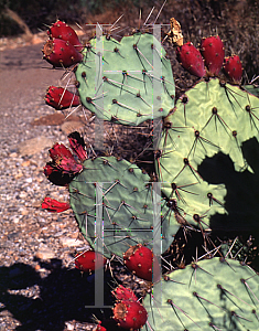 Picture of Opuntia phaeacantha 