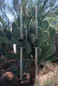 Picture of Opuntia platicans 