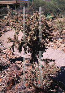 Picture of Opuntia prolifera 