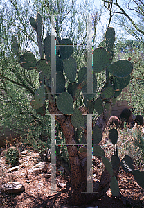 Picture of Opuntia streptacantha 