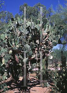 Picture of Opuntia streptacantha 