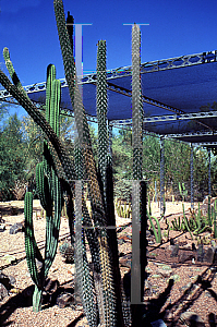 Picture of Pachycereus hollianus 