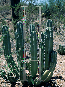 Picture of Pachycereus schottii 