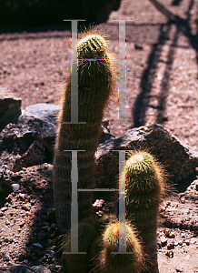 Picture of Parodia leninghausii 