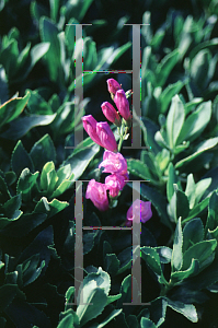 Picture of Penstemon barrettiae 