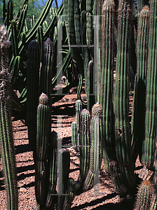 Picture of Pilosocereus chrysacanthus 