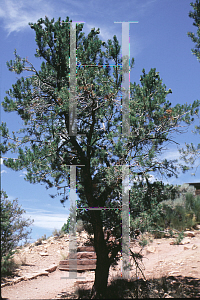 Picture of Pinus cembroides var. edulis 