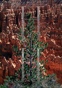 Picture of Pinus cembroides var. edulis 