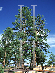 Picture of Pinus ponderosa 