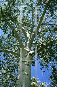 Picture of Populus monticola 