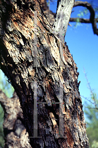 Picture of Prosopis velutina 