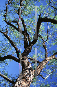 Picture of Prosopis velutina 