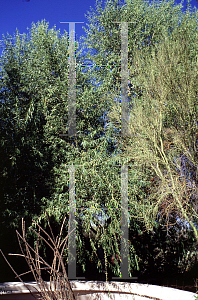 Picture of Salix gooddingii 