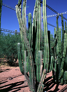 Picture of Stenocereus griseus 