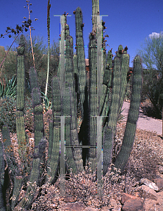 Picture of Stenocereus thurberi 