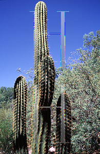 Picture of Echinopsis terscheckii 