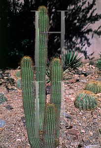 Picture of Echinopsis x 'Pink Glory'