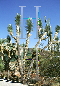 Picture of Yucca brevifolia 