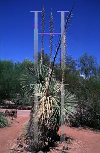 Picture of Yucca elata 