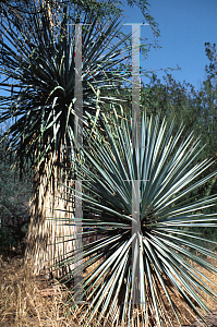 Picture of Yucca rigida 