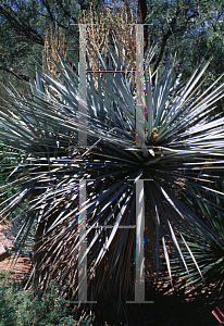 Picture of Yucca rigida 