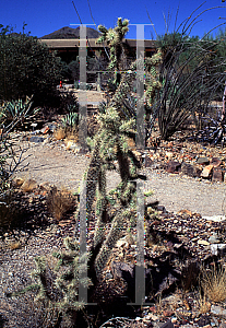 Picture of Opuntia munzii 