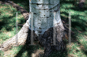 Picture of Populus monticola 