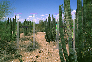 Picture of Pachycereus schottii 