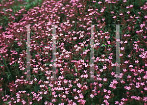 Picture of Saponaria ocymoides 