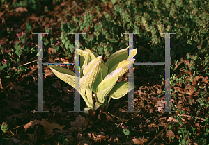 Picture of Hosta  'Saint Elmo's Fire'