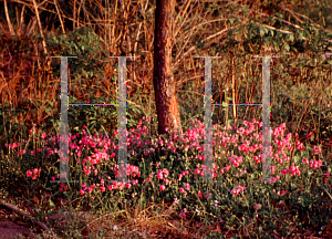 Picture of Phlox stolonifera 'Home Fires'