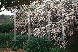 Picture of Spiraea cantoniensis 