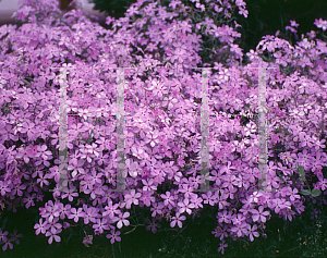 Picture of Phlox divaricata 