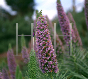 Picture of Echium candicans 