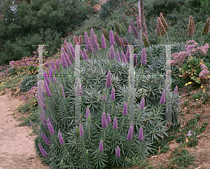 Picture of Echium candicans 