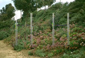 Picture of Echium candicans 