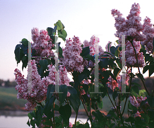 Picture of Syringa vulgaris 