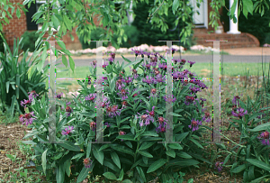 Picture of Centaurea montana 