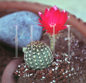 Picture of Echinopsis backebergii 